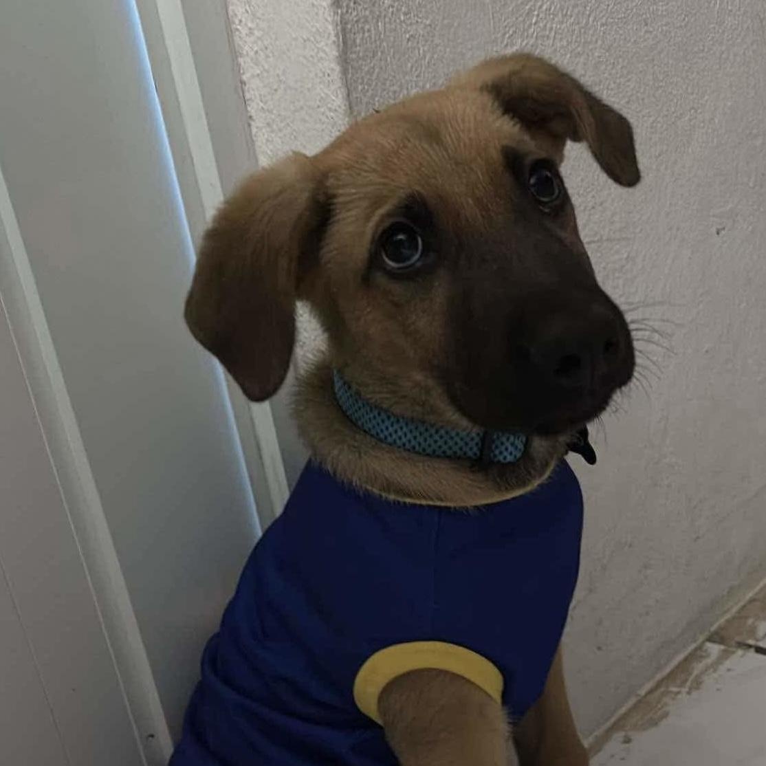 Bruno