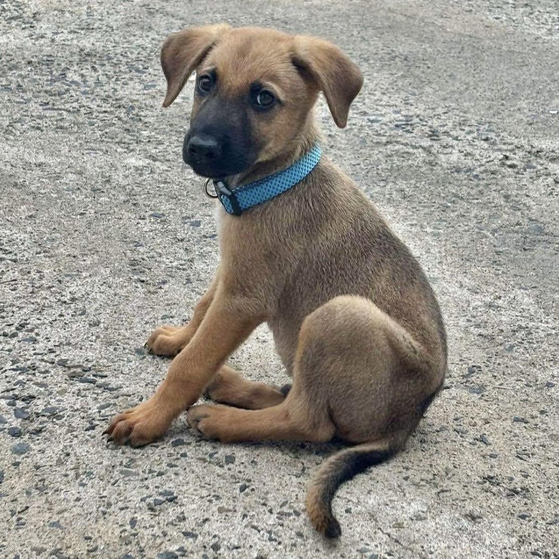 Bruno