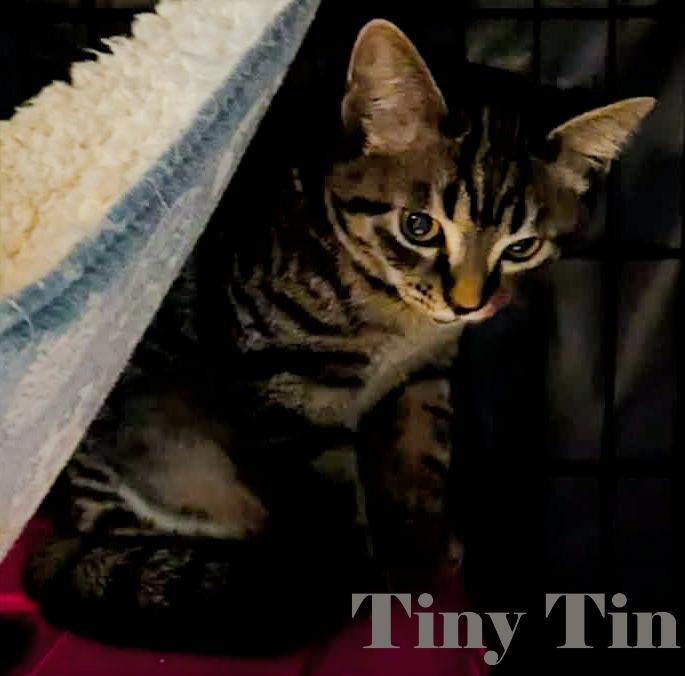 Tiny Tin, adopted, Kitten Male Domestic Short Hair.