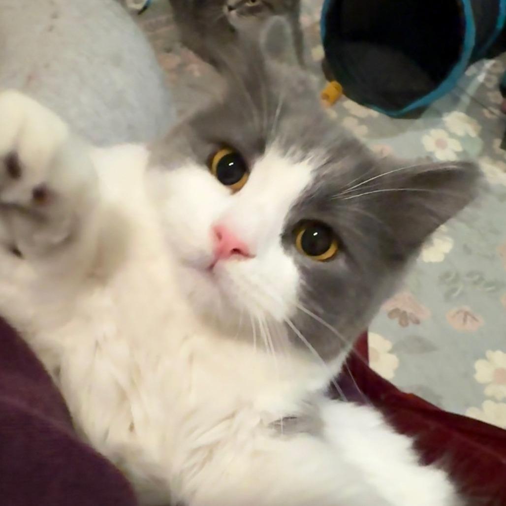 Enlarge Wilder, a Adoptable Domestic Medium Hair in Oakland, CA image 1/6