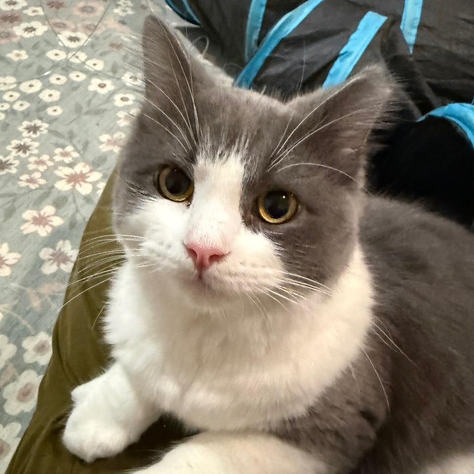 Enlarge Wilder, a Adoptable Domestic Medium Hair in Oakland, CA image 2/6
