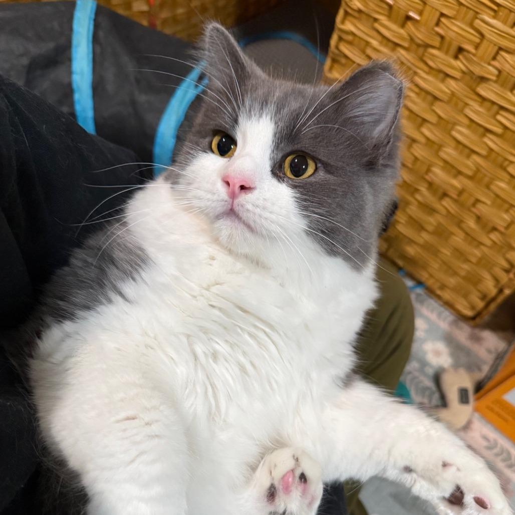 Enlarge Wilder, a Adoptable Domestic Medium Hair in Oakland, CA image 3/6