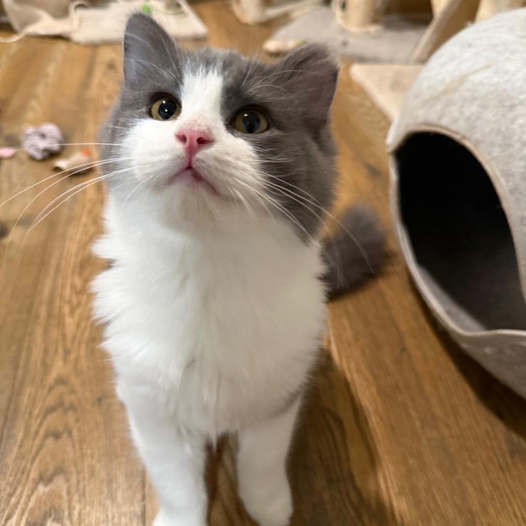 Enlarge Wilder, a Adoptable Domestic Medium Hair in Oakland, CA image 4/6