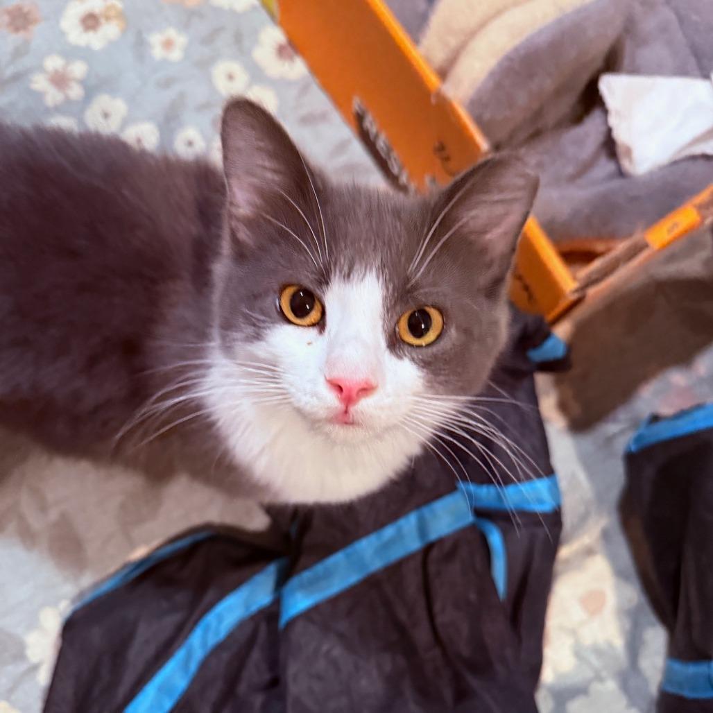 Enlarge Wilder, a Adoptable Domestic Medium Hair in Oakland, CA image 5/6