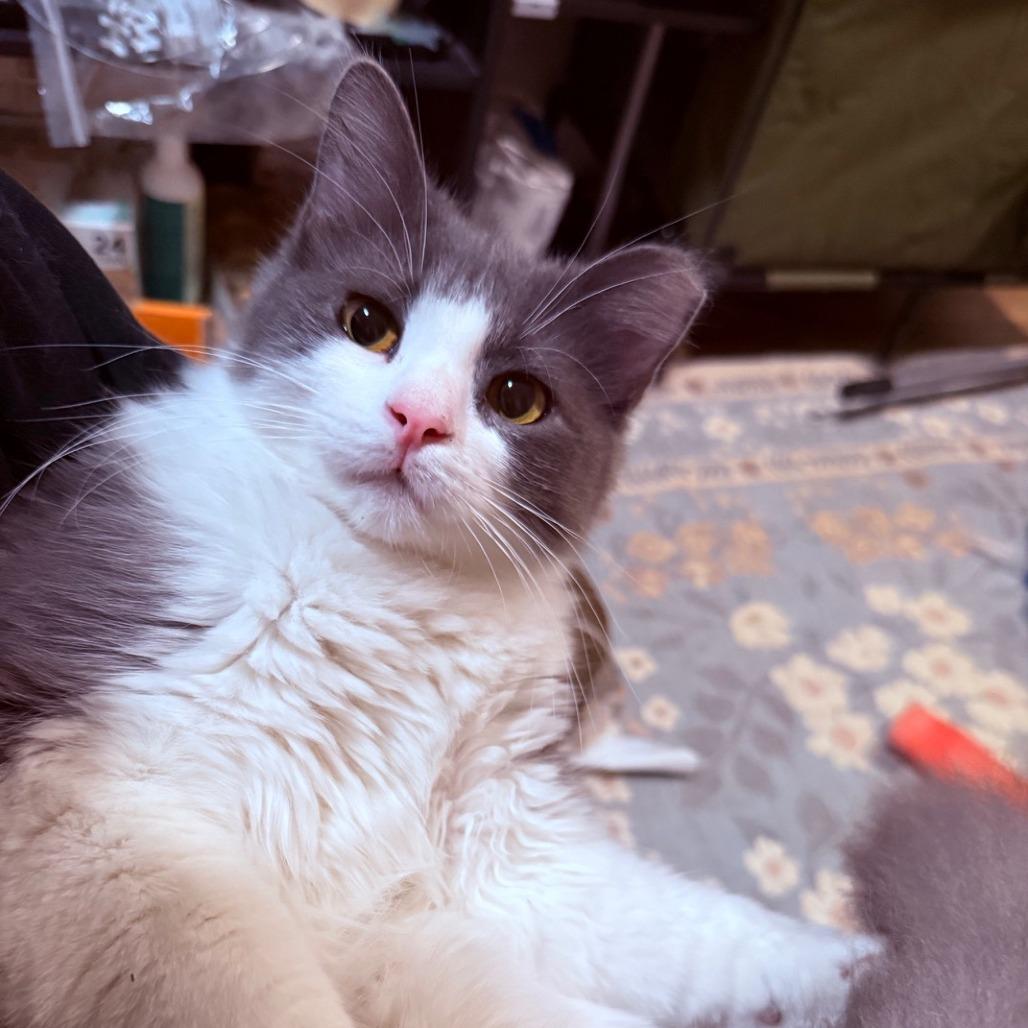 Enlarge Wilder, a Adoptable Domestic Medium Hair in Oakland, CA image 6/6