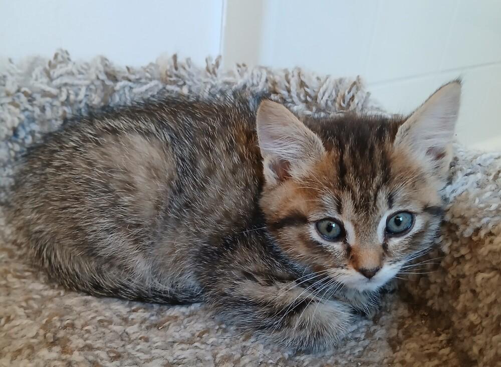 Lucy, Adoptable, Adult Female Domestic Short Hair.