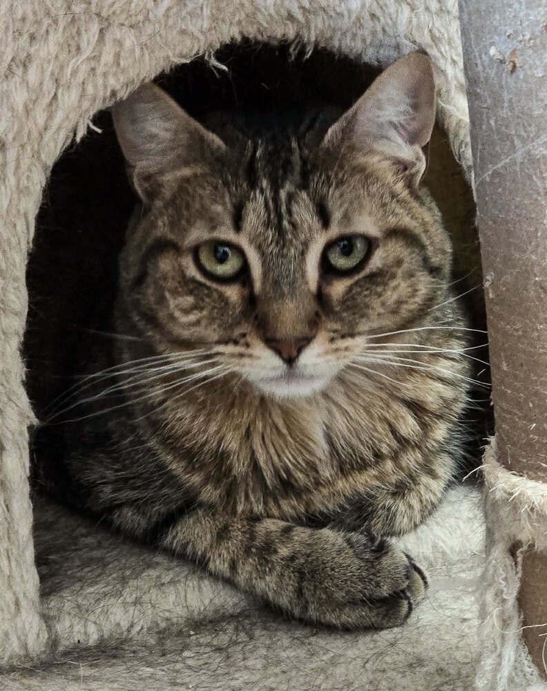 Enlarge Lucy, a Adoptable mixed breed in Spokane , WA image 2/6