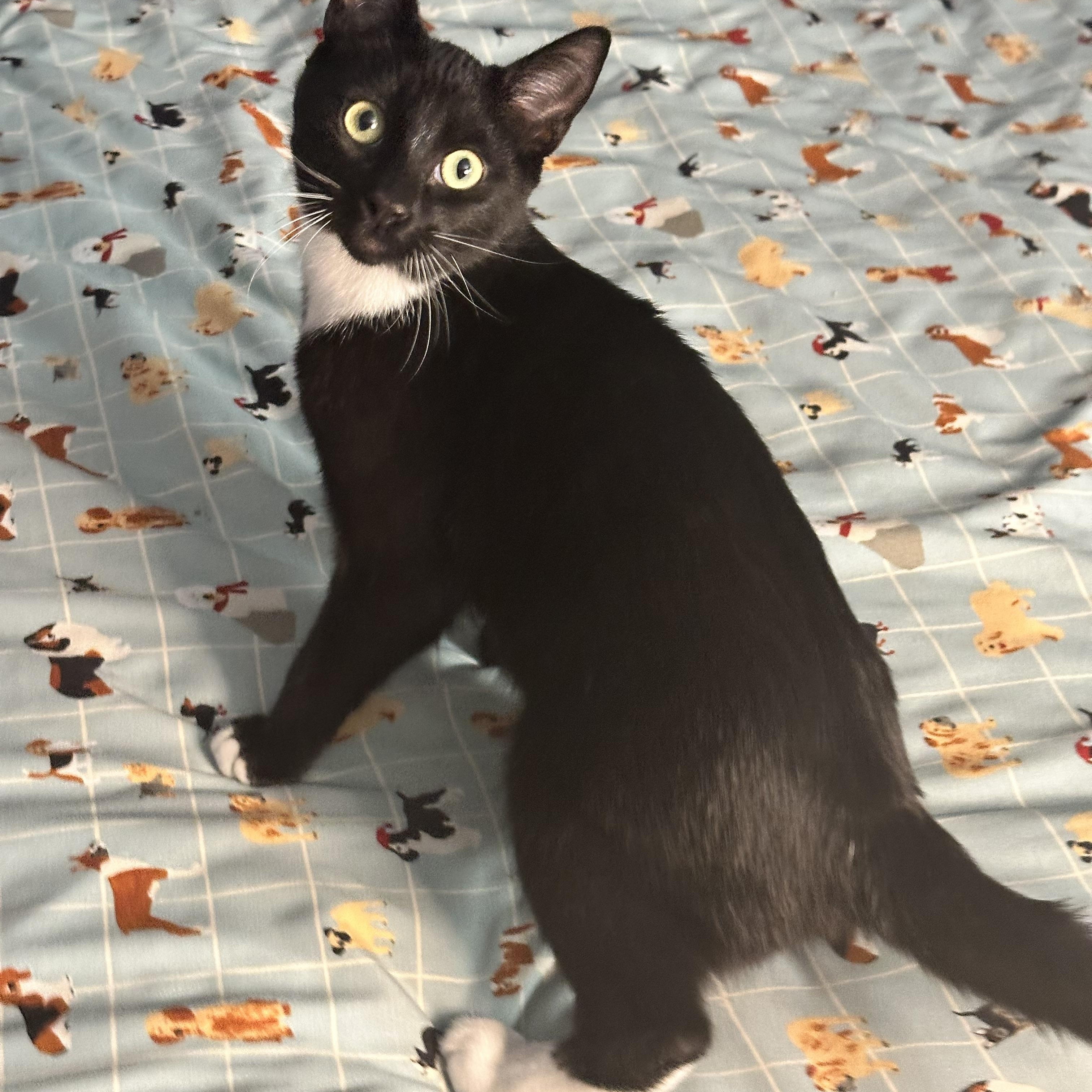 Noche, ADOPTABLE, Young Male Domestic Short Hair.
