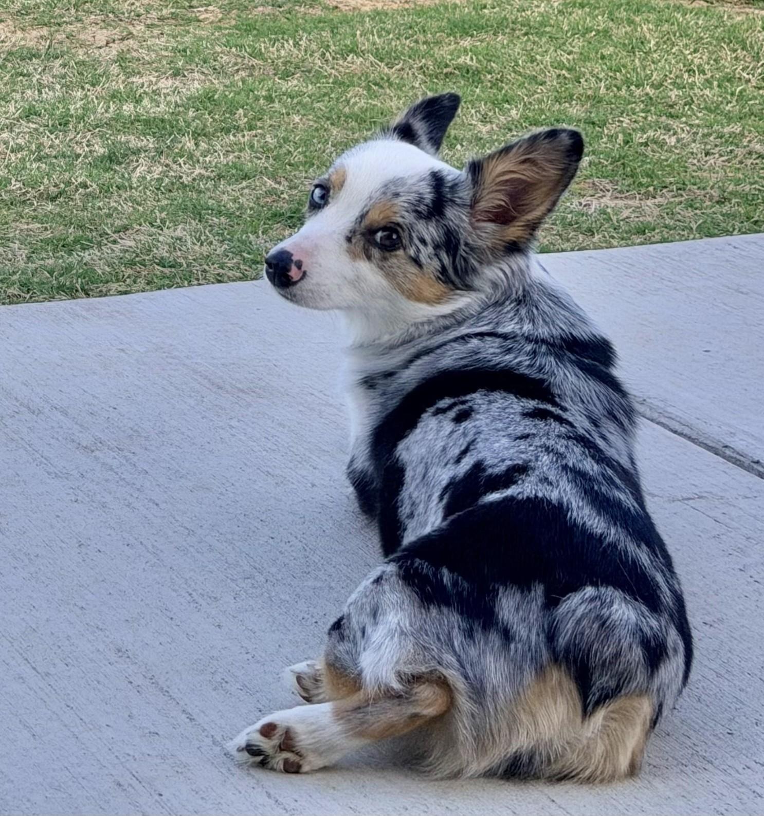 Enlarge Belle, a Adopted mixed breed in Flower Mound, TX image 5/5