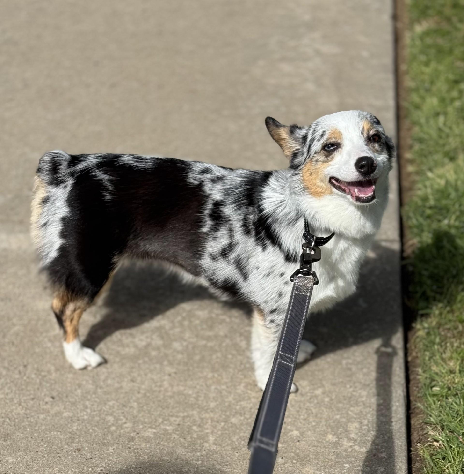 Enlarge Belle, a Adopted mixed breed in Flower Mound, TX image 4/5