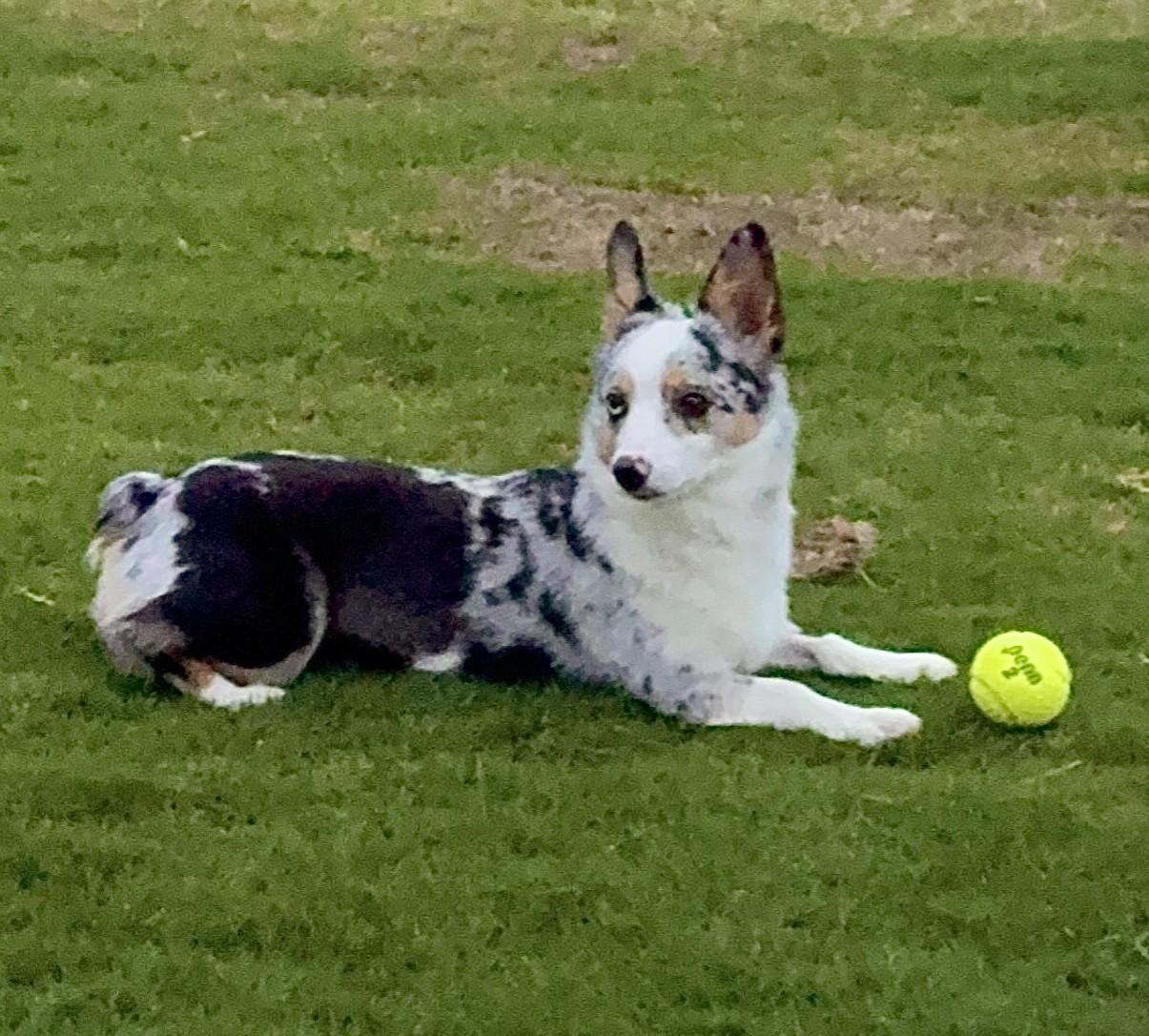 Belle, Adopted, Young Female Australian Shepherd & Corgi.