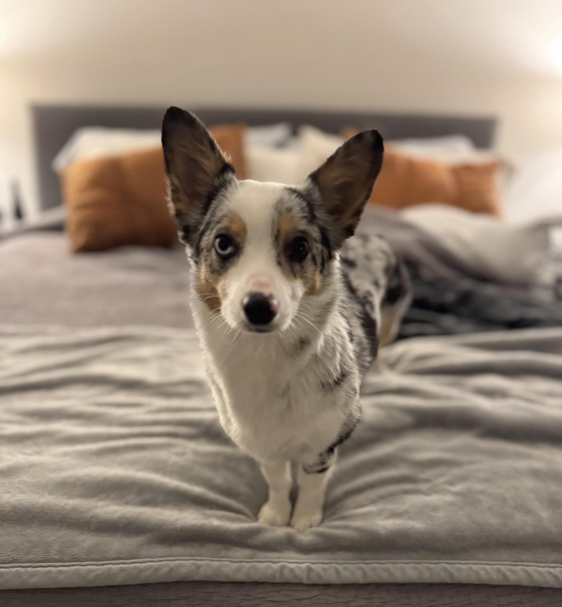 Enlarge Belle, a Adopted mixed breed in Flower Mound, TX image 2/5