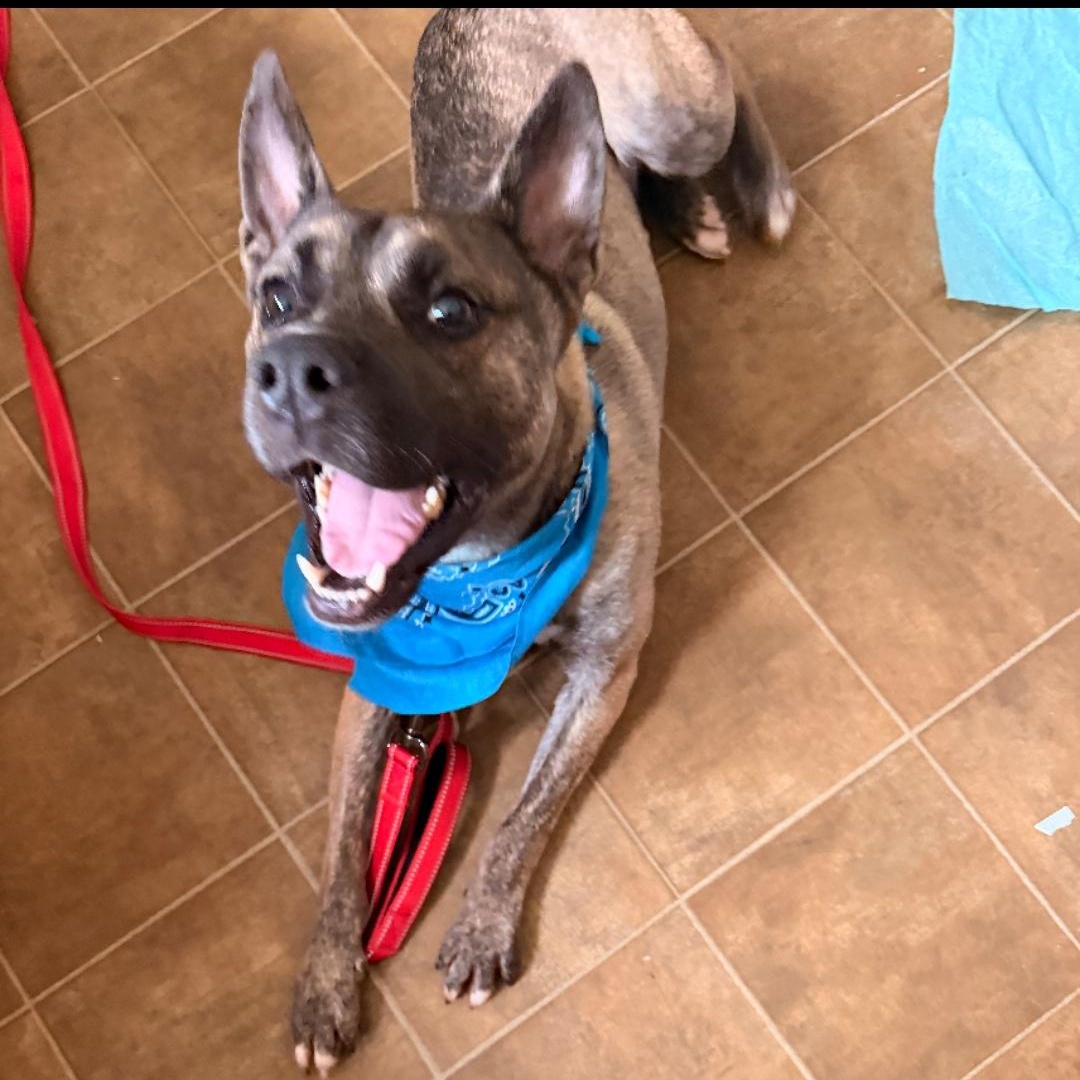Enlarge ARIES, a Adoptable mixed breed in Staten Island, NY image 1/4