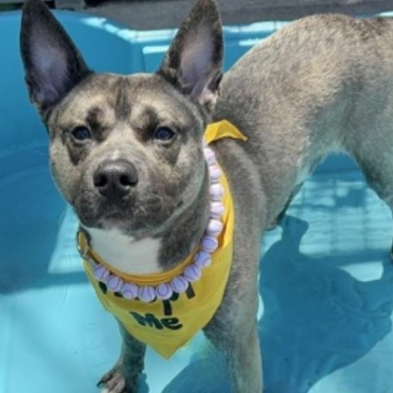Enlarge ARIES, a Adoptable mixed breed in Staten Island, NY image 2/4