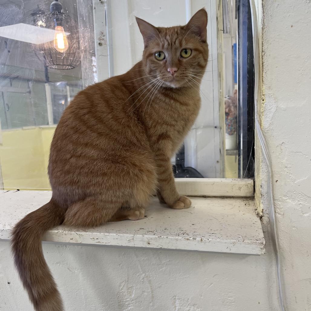 Enlarge Tilly, a Adoptable Domestic Short Hair in Mount Juliet, TN image 1/3