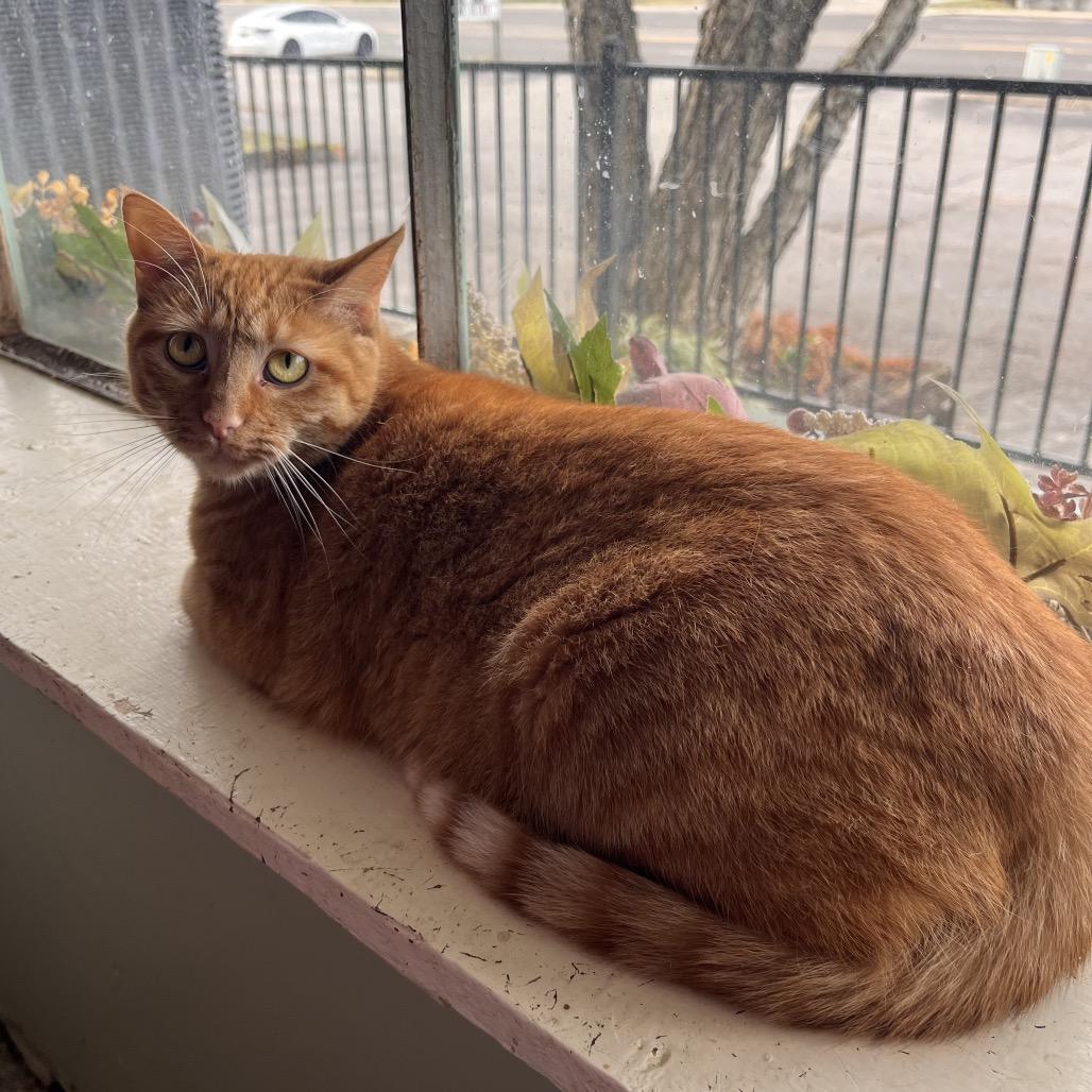 Enlarge Tilly, a Adoptable Domestic Short Hair in Mount Juliet, TN image 2/3