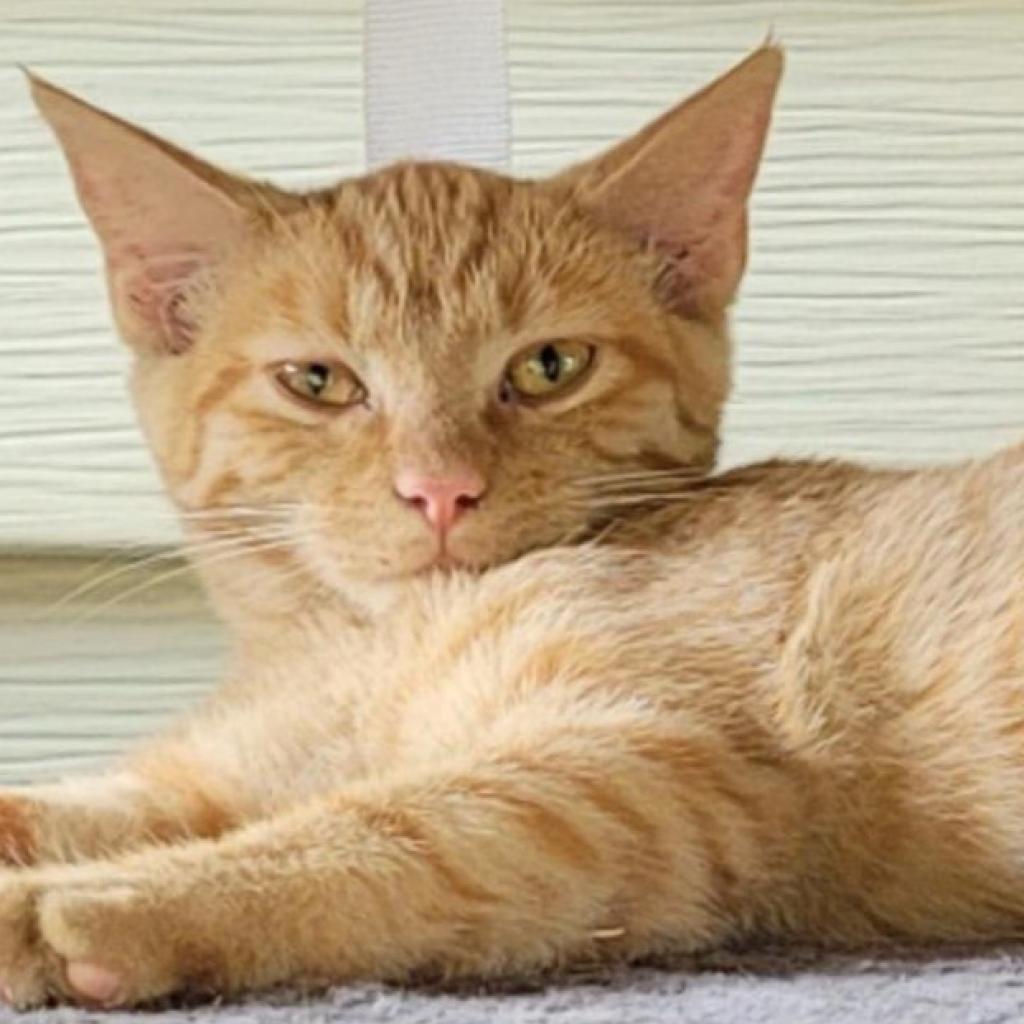 Enlarge Tilly, a Adoptable Domestic Short Hair in Mount Juliet, TN image 1/1