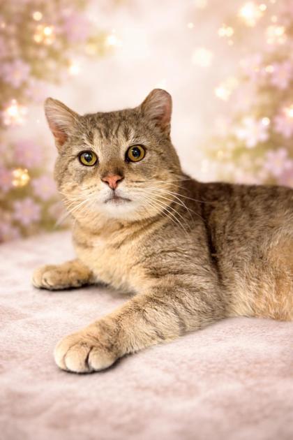 Enlarge Hairy Pawter, a Adoptable mixed breed in Wantagh, NY image 1/1