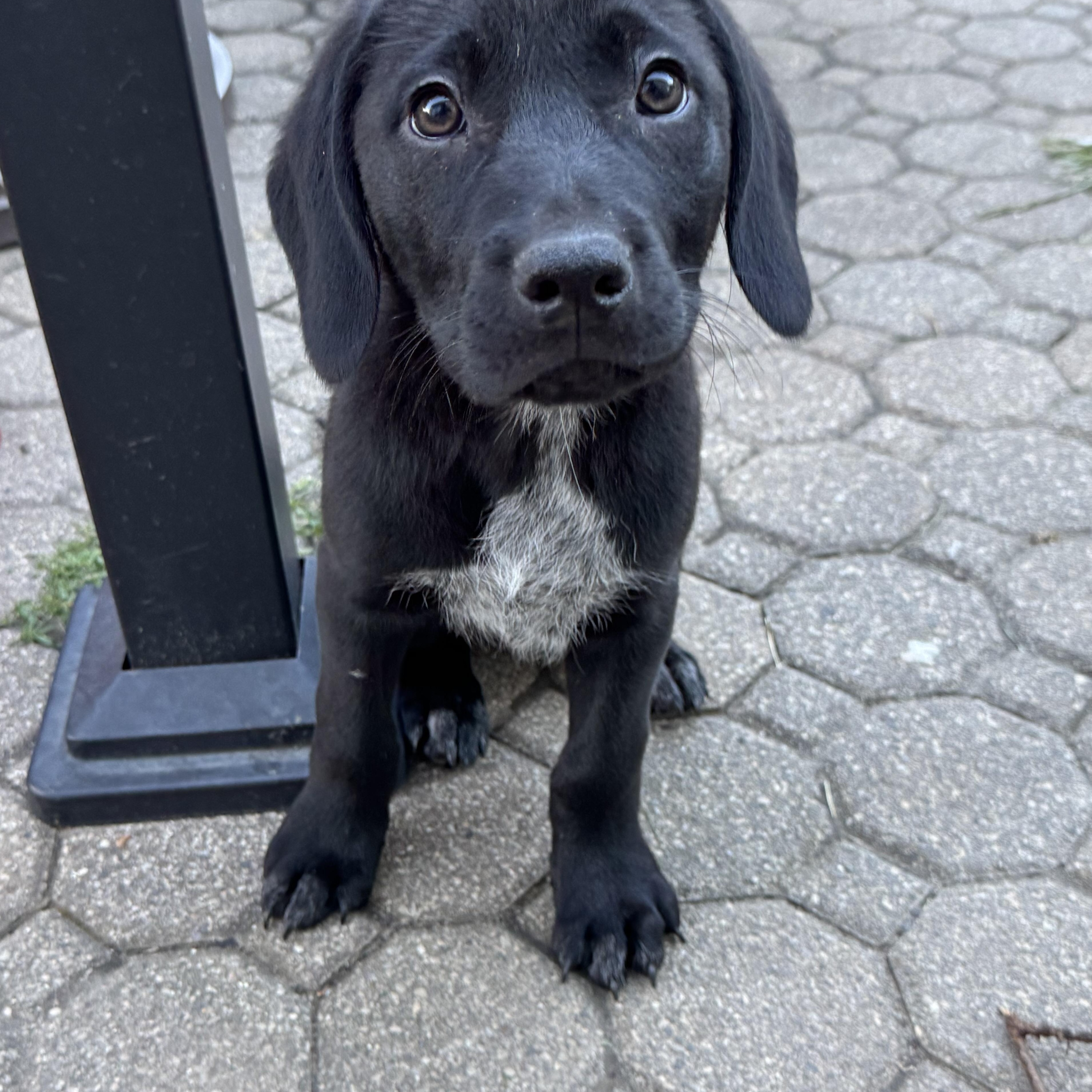 Onyx