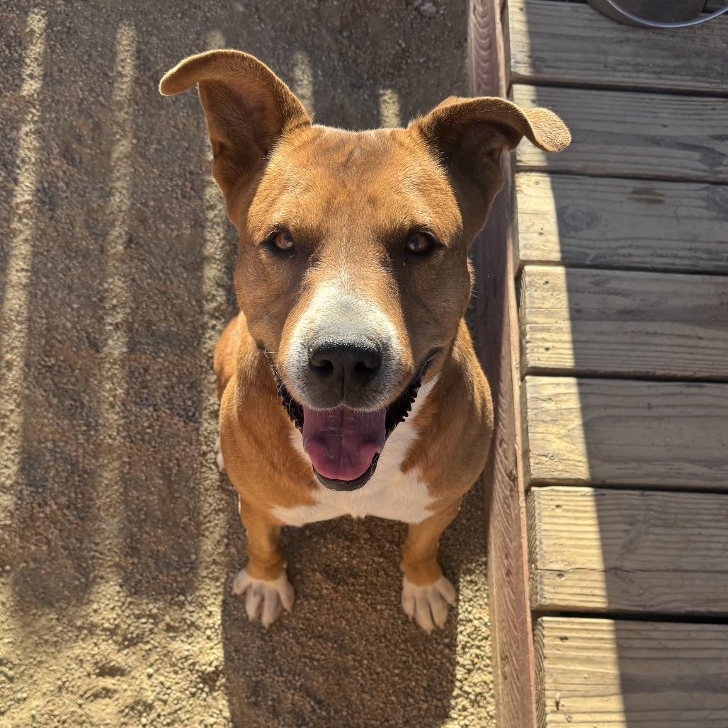 Butters, Adoptable, Adult Male Pit Bull Terrier & Black Mouth Cur.