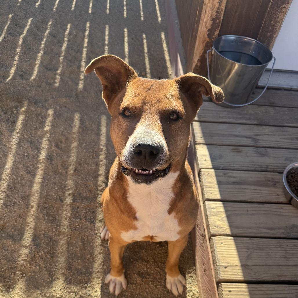 Enlarge Butters, a Adoptable mixed breed in Stagecoach, NV image 2/2
