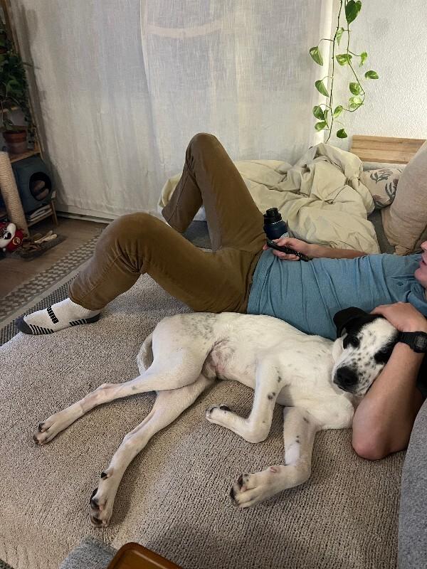 Buck, a Adoptable mixed breed in Fort Collins, CO image 2/6