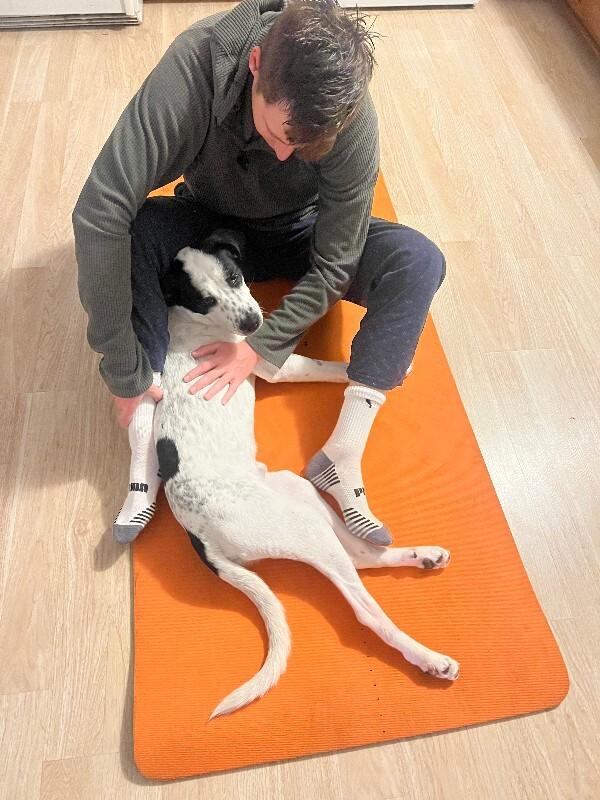 Buck, a Adoptable mixed breed in Fort Collins, CO image 4/6