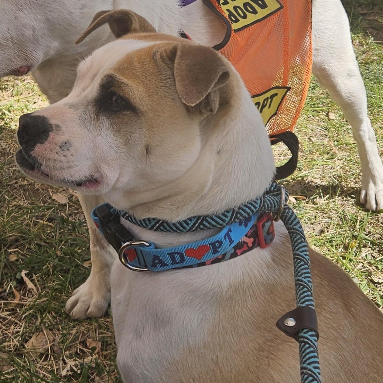 Enlarge Mori, a ADOPTABLE mixed breed in Edgewood, NM image 5/6