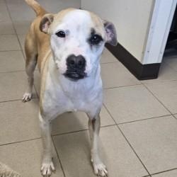 Enlarge Mori, a ADOPTABLE mixed breed in Edgewood, NM image 5/6