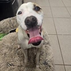 Enlarge Mori, a ADOPTABLE mixed breed in Edgewood, NM image 4/6