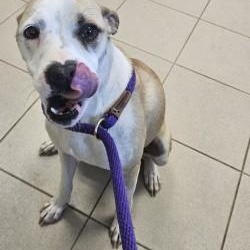 Mori, a ADOPTABLE mixed breed in Edgewood, NM image 2/2