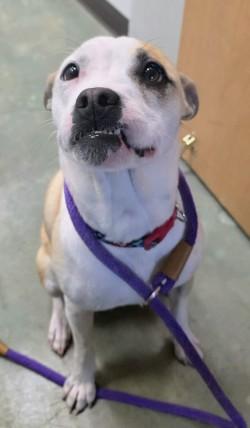 Enlarge Mori, a ADOPTABLE mixed breed in Edgewood, NM image 1/6