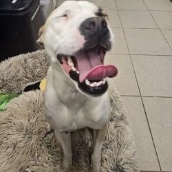 Enlarge Mori, a ADOPTABLE mixed breed in Edgewood, NM image 2/6