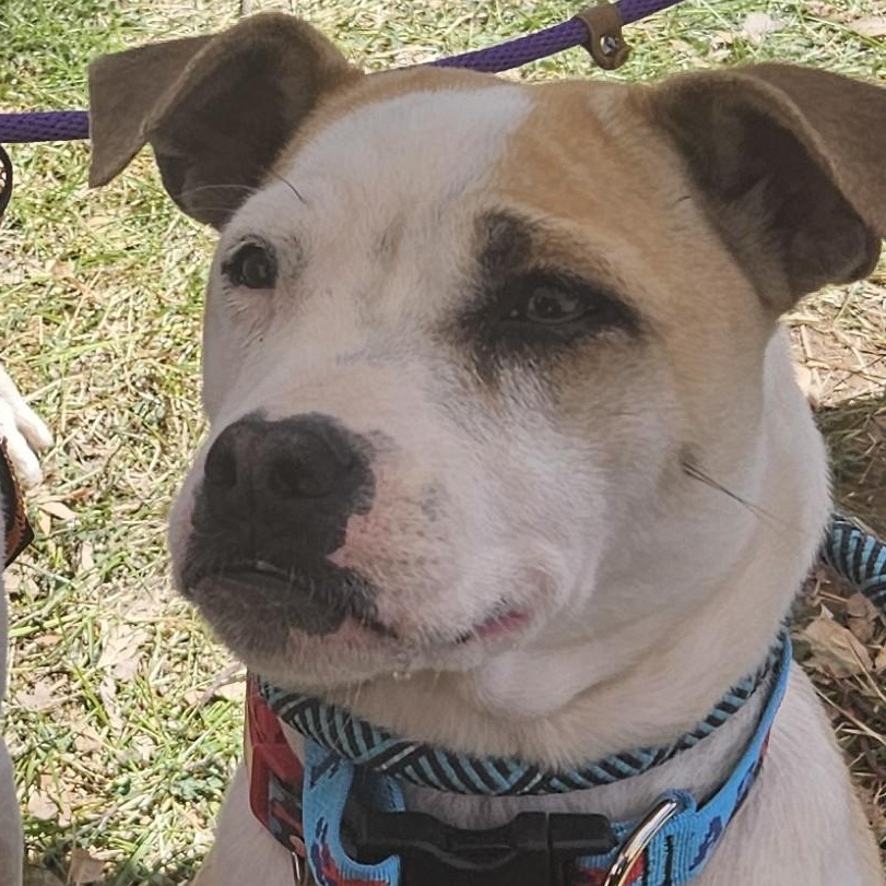 Enlarge Mori, a ADOPTABLE mixed breed in Edgewood, NM image 6/6