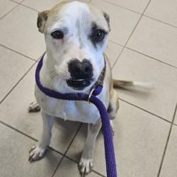 Mori, ADOPTABLE, Adult Female Pit Bull Terrier.