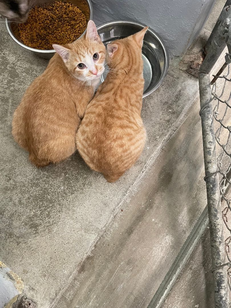 Bit O' Honey, a Adoptable mixed breed in Wilder, KY image 1/4