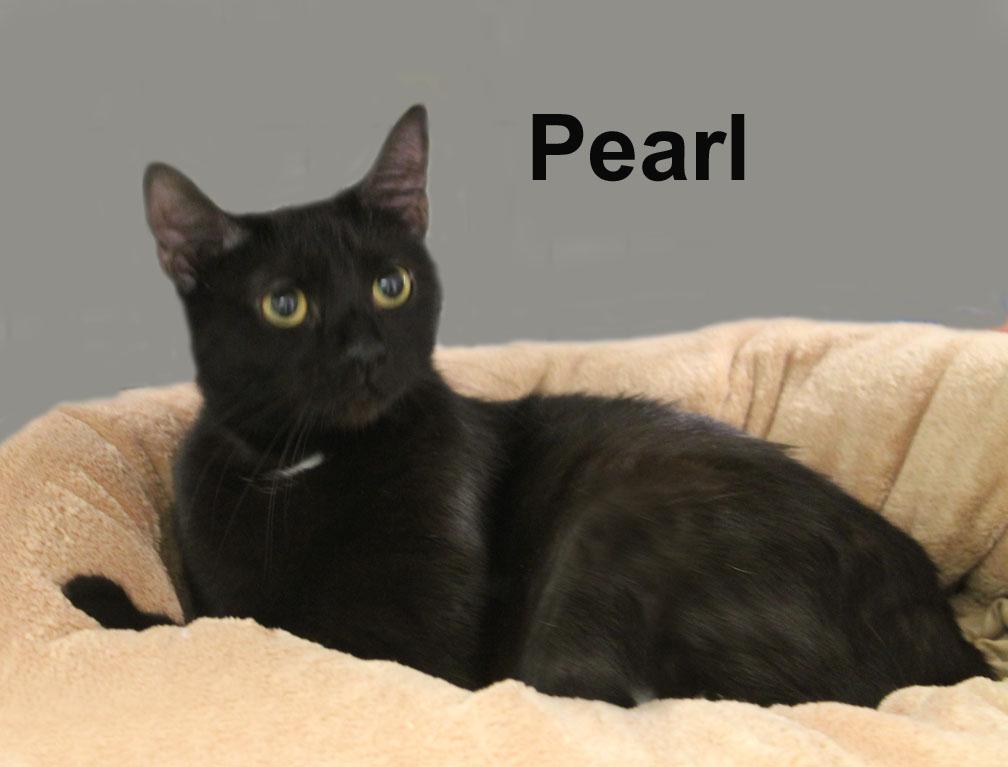 Pearl Dri. (super sweet young female kitty), adopted, Young Female Domestic Short Hair.