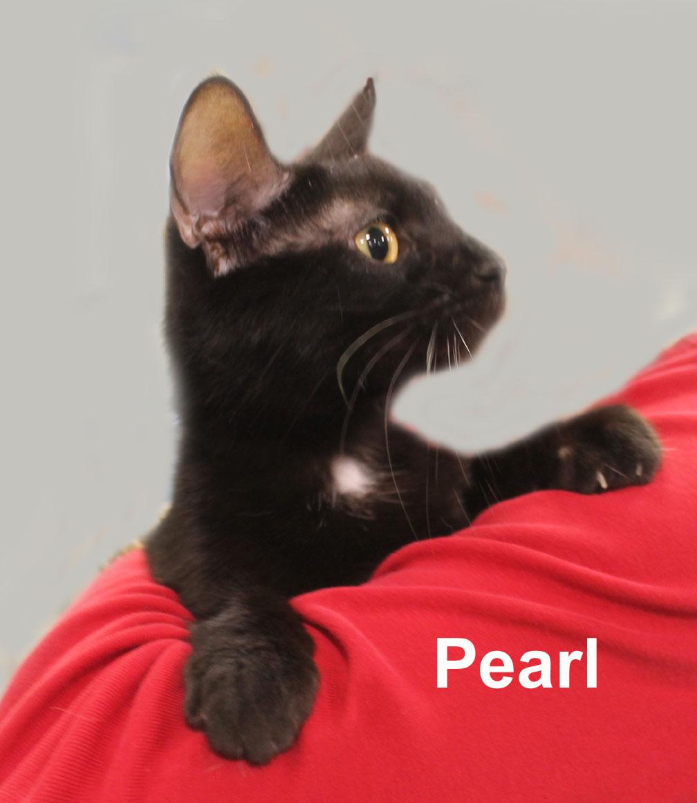 Enlarge Pearl Dri. (super sweet young female kitty), an adopted Domestic Short Hair in Stowe, PA image 3/4