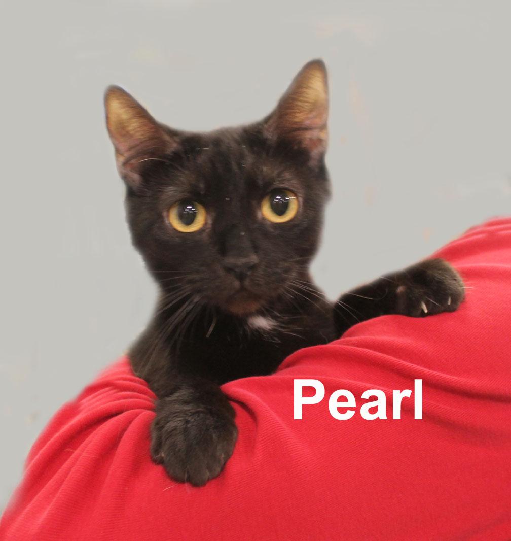 Enlarge Pearl Dri. (super sweet young female kitty), an adopted Domestic Short Hair in Stowe, PA image 4/4