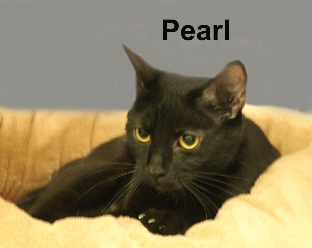 Enlarge Pearl Dri. (super sweet young female kitty), an adopted Domestic Short Hair in Stowe, PA image 2/4