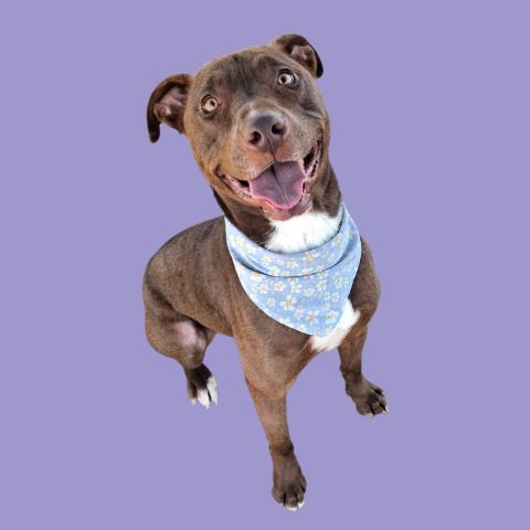 Hera - URGENT AND AT RISK, a ADOPTABLE mixed breed in Thousand Oaks, CA image 1/2