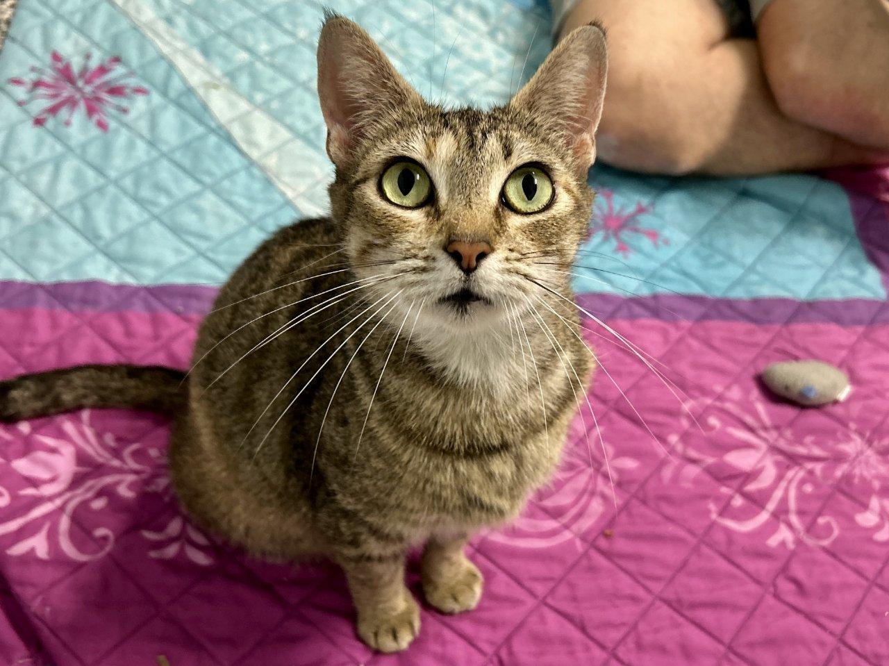 Clara, Adoptable, Adult Female Domestic Short Hair.