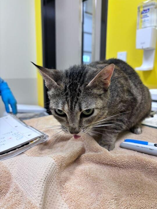 Clara, a Adoptable Domestic Short Hair in Raleigh, NC image 2/2