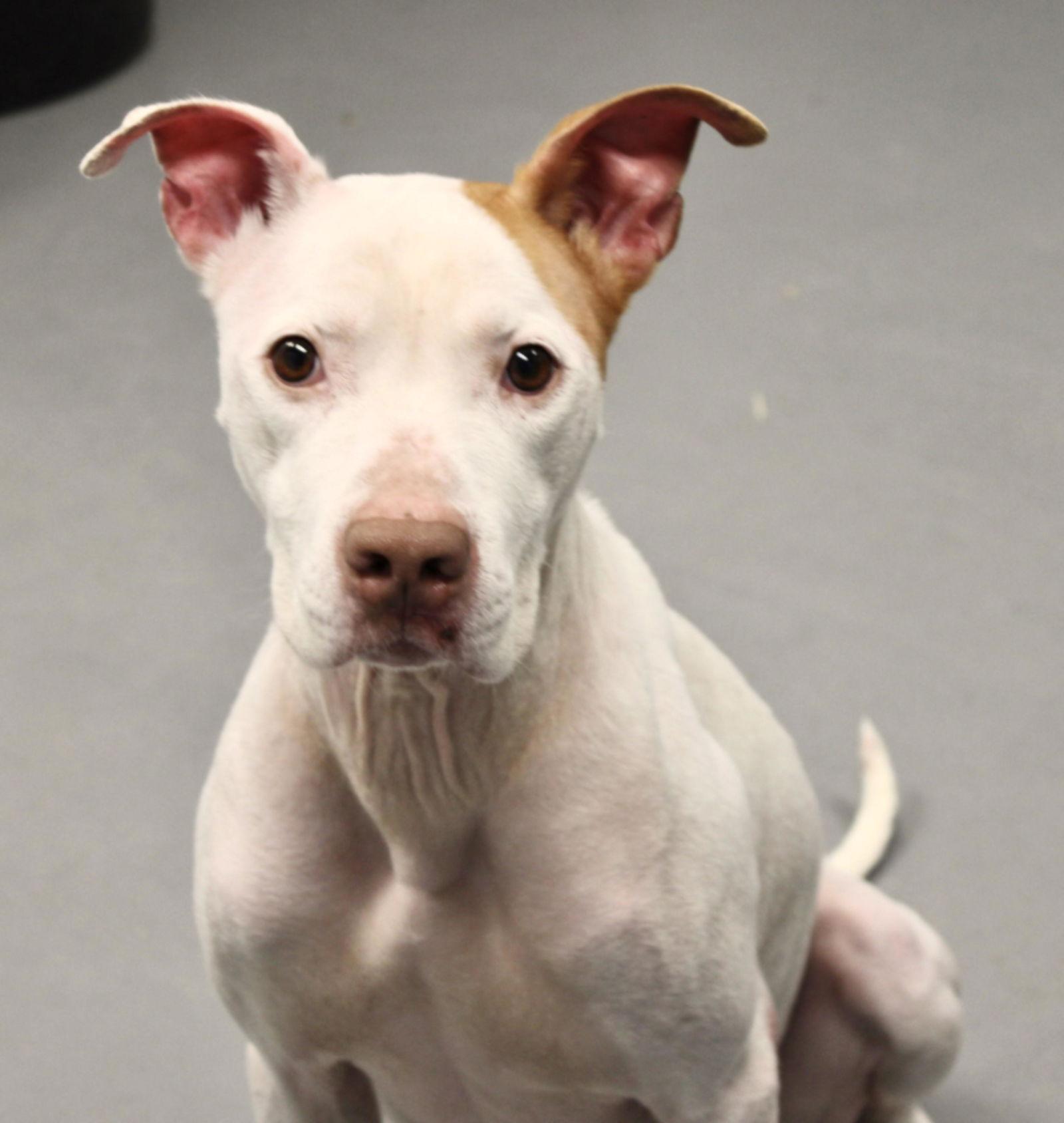 Gunner (courtesy post), a Adoptable American Staffordshire Terrier in Pittsburgh, PA image 1/3