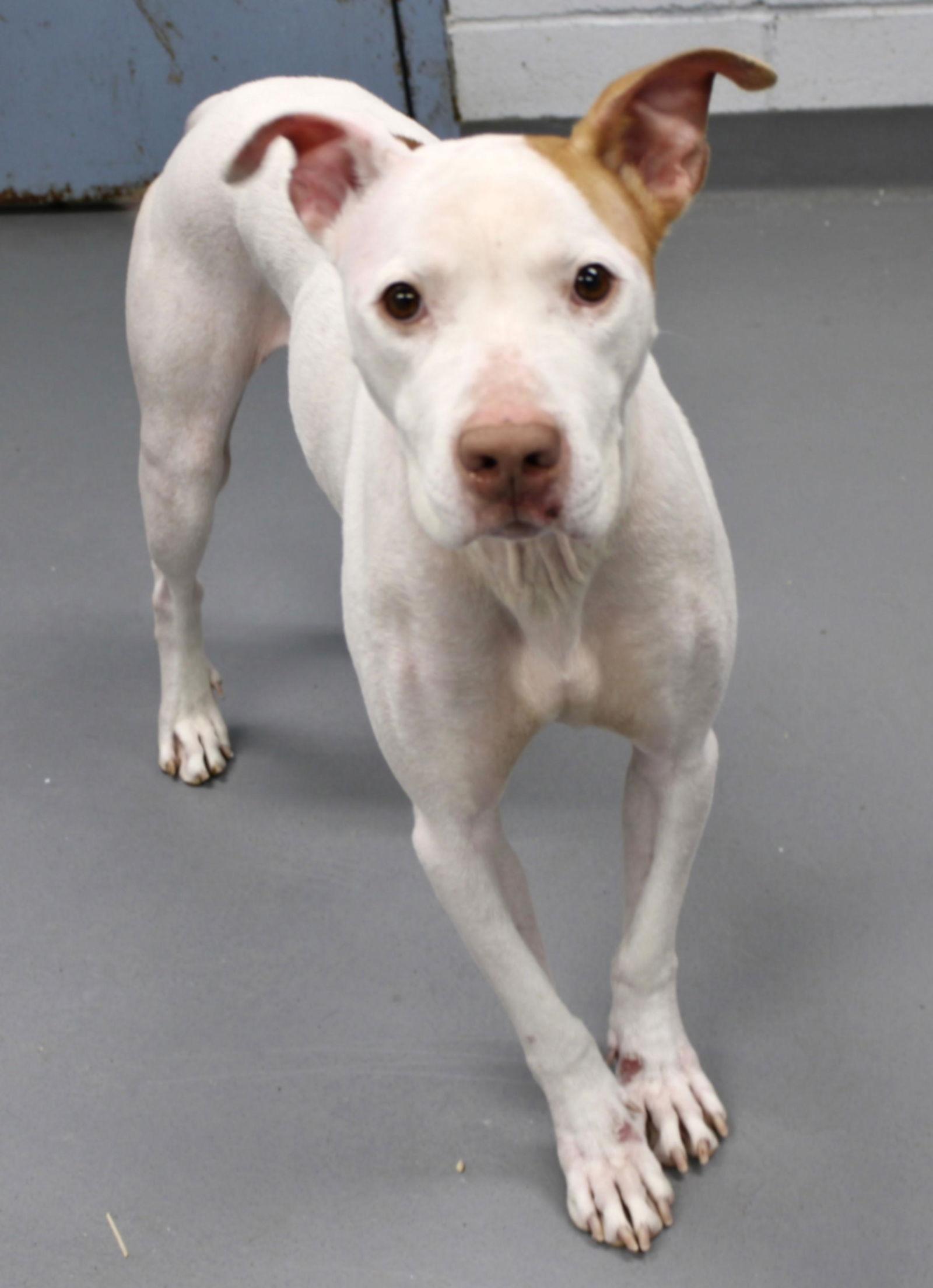 Gunner (courtesy post), a Adoptable American Staffordshire Terrier in Pittsburgh, PA image 2/3