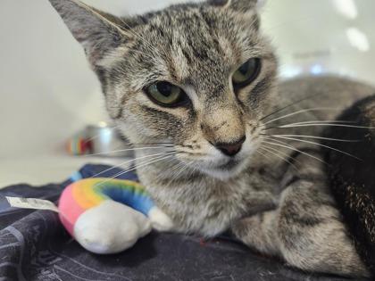 Dr. Pepper, Adoptable, Adult Female Domestic Short Hair & Domestic Short Hair.
