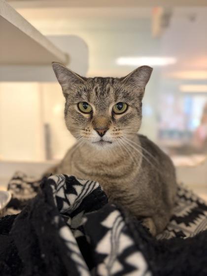 Enlarge Dr. Pepper, a Adoptable mixed breed in Columbus, IN image 2/3