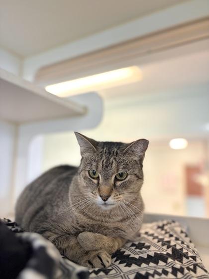Enlarge Dr. Pepper, a Adoptable mixed breed in Columbus, IN image 3/3