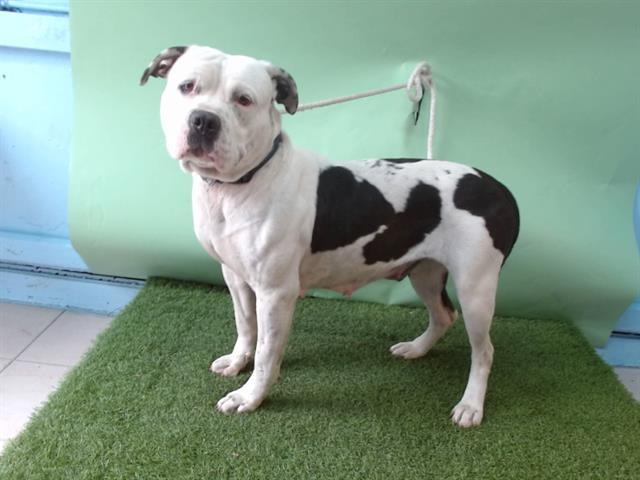 BELLA, Adoptable, Young Female Pit Bull Terrier.