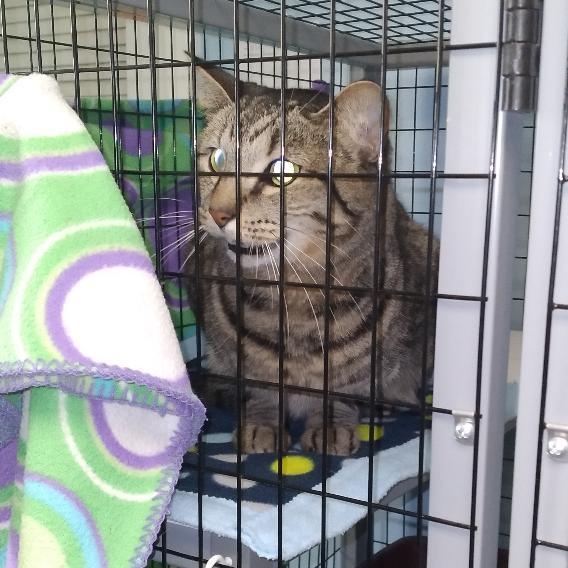 Enlarge Ester, a Adoptable Domestic Short Hair in Charlestown, NH image 5/5